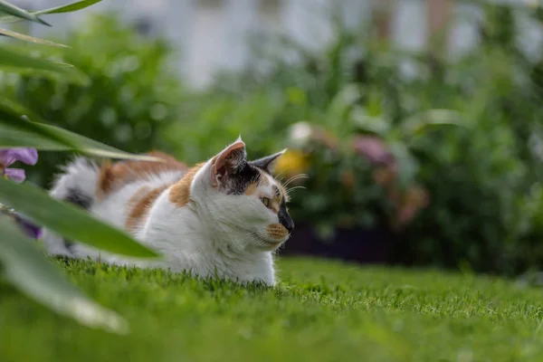 Calico cat laying in grass outside — Stock Photo, Image