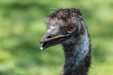 Avustralya Emu portre