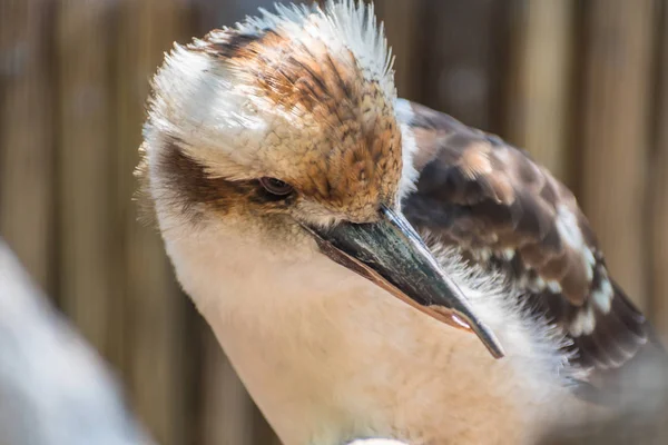 Australian kookaburra bird closeup — Stock Photo, Image