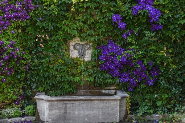 Fonte no parque com parede de hera — Fotografia de Stock