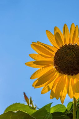 mavi gökyüzünde tek ayçiçeği