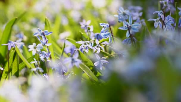 Syberyjski Squill Wieje Wietrze Wiosną — Wideo stockowe