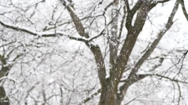 Neige Fraîche Tombant Extérieur Fond — Video