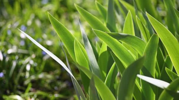 Woman Weeding Garden Spring Closeup — Stock Video