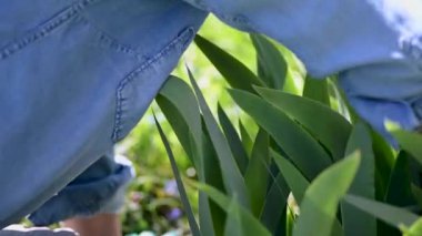 Bahar bahçesinde yabani otları çeken bir kadın