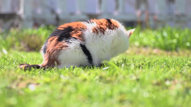 Glad Kalico Katt Rullande Gräset — Stockvideo