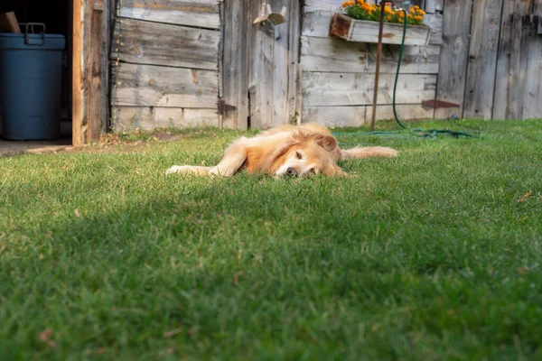Счастливая Собака Лежащая Траве Летом — стоковое фото
