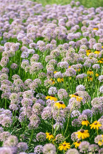 Pole Fioletowych Kwiatów Allium Czarnookich Susłów — Zdjęcie stockowe
