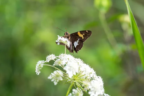Macro Papillon Sur Fleur Blanche — Photo
