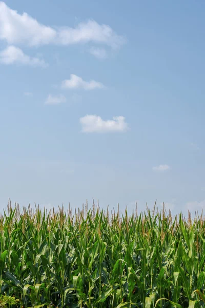 Campo Maíz Cielo Azul — Foto de Stock