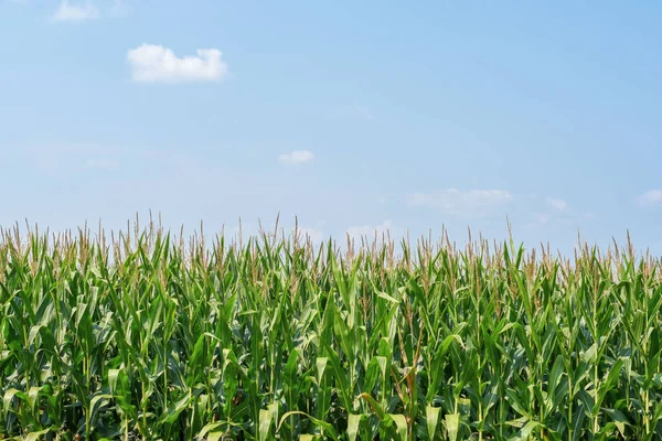 Maïsveld Het Platteland Van Illinois — Stockfoto