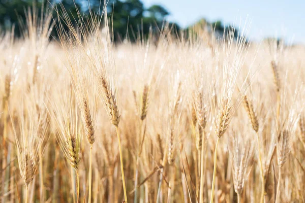 여름의 황금빛 밀밭을 클로즈업 — 스톡 사진