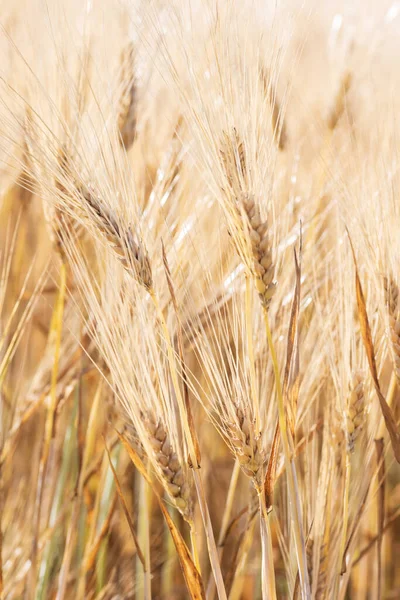 Primer Plano Del Grano Trigo Campo — Foto de Stock