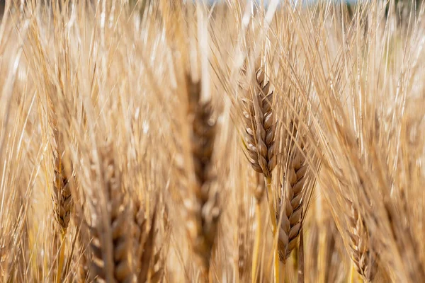 Tarweveld Zomer — Stockfoto