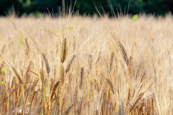 Tarweveld Close Zomer — Stockfoto