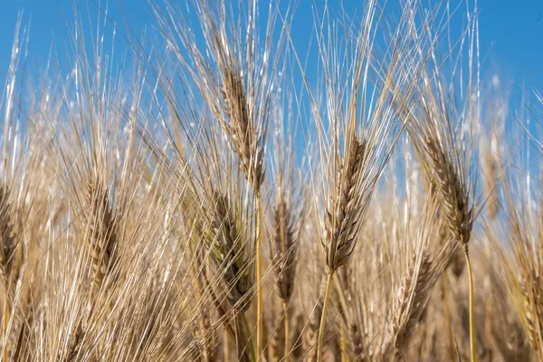 Árboles Trigo Campo — Foto de Stock