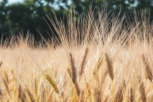 Close Van Tarwekorrel Het Veld — Stockfoto