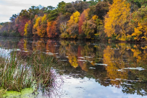 Tall Grass Colorful Autumn Trees Refelcted Lake Shoreline Mirror Lake — Stock Photo, Image