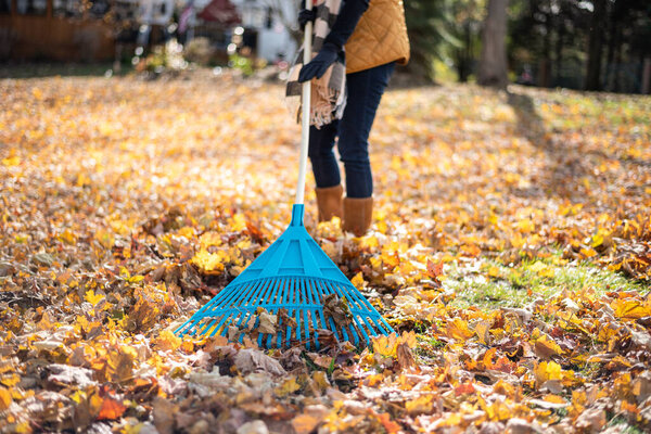 Close up ground level view of woman raking leaves in backyard in Autumn
