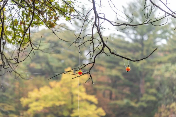 Canne Pêche Des Canettes Enchevêtrées Dans Branche Arbre Long Lac — Photo