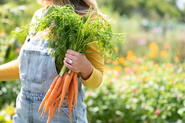 Primer Plano Mujer Sosteniendo Paquete Zanahorias Frescas Recogidas Jardín — Foto de Stock