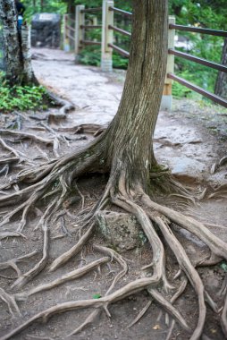 Minnesota Eyalet Parkı 'ndaki yürüyüş yolunda ağaç köklerine yakın çekim