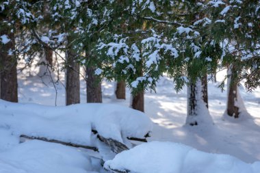 Sabahın erken saatlerinde çam ağacının dallarına taze kar yağar