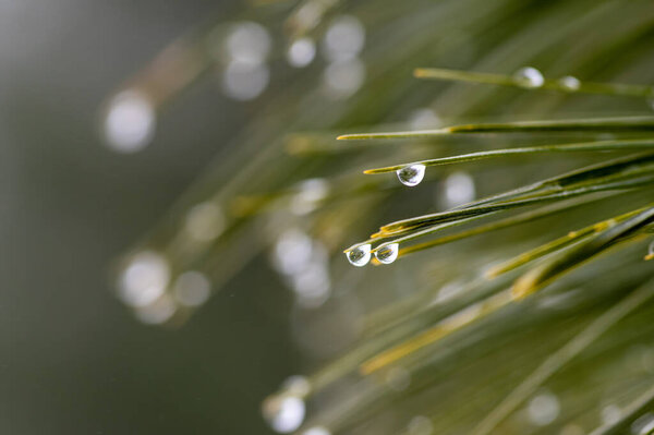 rain droplets on pine tree branch in daylight