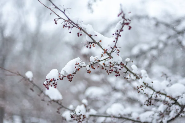 Заснеженная Ветка Красными Ягодами Зимних Лесах — стоковое фото