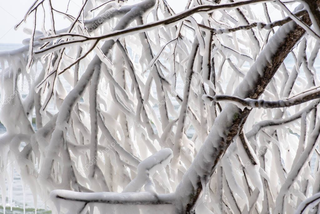 tree branches coated in heavy ice from waves and extreme cold along Lake Michigan