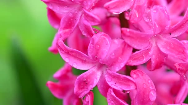 Gotas Lluvia Sobre Flores Jacinto Rosa Primavera — Vídeo de stock