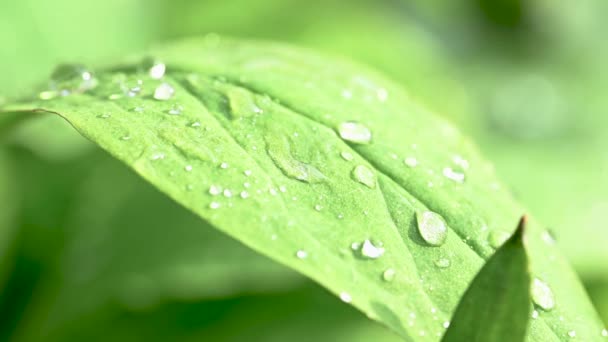 Regendruppels Groen Blad Voorjaarstuin — Stockvideo