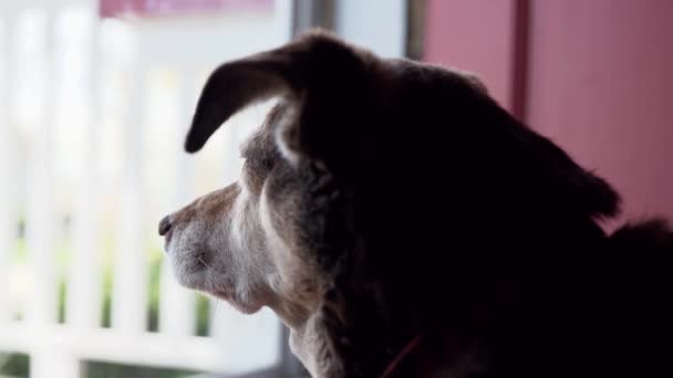 Hund Tittar Genom Fönstret Med Katt Hälsning Genom Dörren — Stockvideo