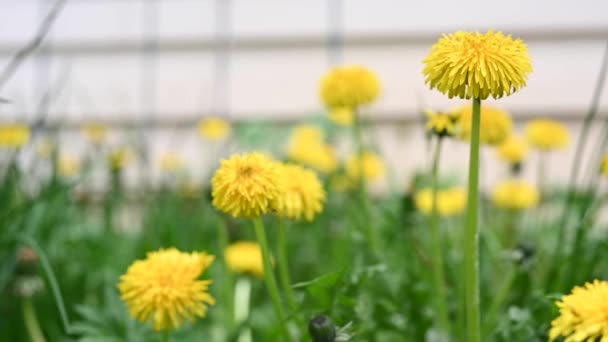 Nahaufnahme Von Gelben Löwenzahn Wächst Garten — Stockvideo