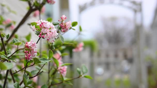 Krzew Viburnum Kwiaty Kwitnące Wiosną — Wideo stockowe