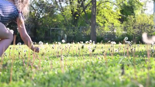 Niña Feliz Recogiendo Dientes León Primavera — Vídeos de Stock