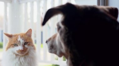 Ev karantinası sırasında kedi ve köpek arkadaşları ön kapıdan içeri giriyor.