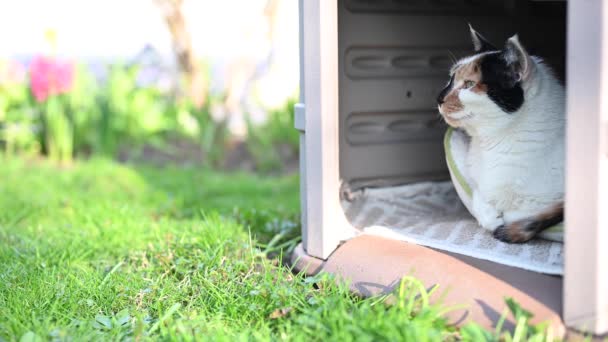 Närbild Calico Katt Ligger Utanför Huset Och Upp Och Springa — Stockvideo