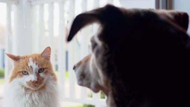 Amici Cani Gatti Visita Attraverso Porta Ingresso Finestra Durante Quarantena — Video Stock