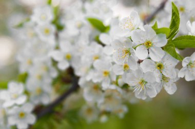 Çiçeği ağaçlar kapatın. Bahar kiraz ağacı. 