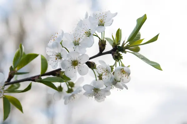 Los árboles de flores se cierran. Cerezo en primavera . —  Fotos de Stock