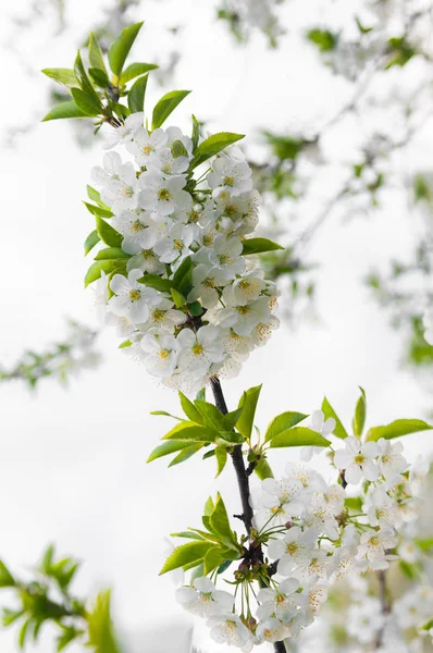 Los árboles de flores se cierran. Cerezo en primavera . —  Fotos de Stock