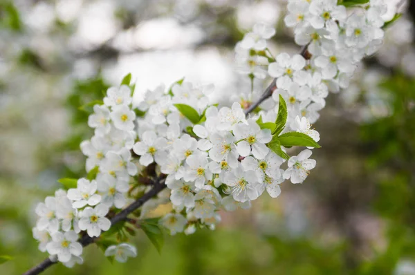 Los árboles de flores se cierran. Cerezo en primavera . —  Fotos de Stock