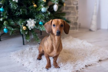 Dachshund köpek yavrusu, kapat. Noel ve yeni yıl zamanı, beyaz halıda süslenmiş ağacın yanında bir köpek.