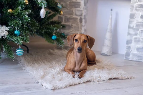 Dackelwelpe Hautnah Weihnachten Und Neujahr Hund Neben Geschmücktem Baum Auf — Stockfoto