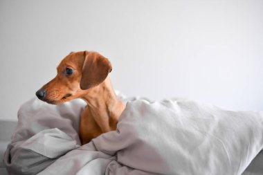 Dachshund köpeği battaniyeye. Tatlı ve komik köpek dinleniyor..