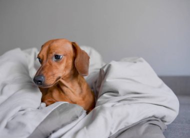 Dachshund köpeği battaniyeye. Tatlı ve komik köpek dinleniyor..