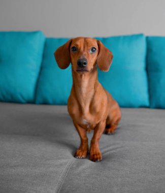 Dachshund köpeğini kapat, köpek kanepeye oturur, akıllı köpek yavrusu gibi görünür.