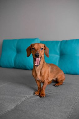 Dachshund yavru köpek esniyor, zeki görünüşlü sevimli komik köpek. 