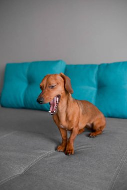 Dachshund yavru köpek esniyor, zeki görünüşlü sevimli komik köpek. 